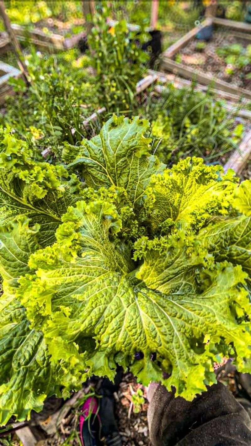 Mustard Greens