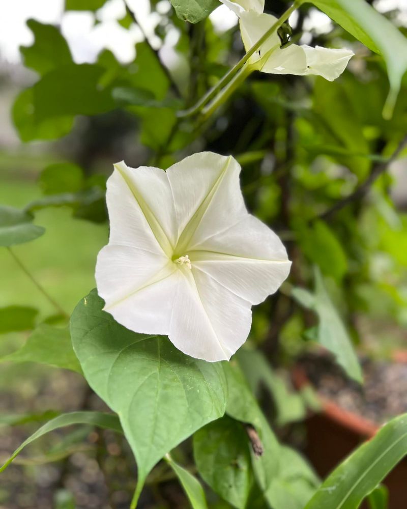 Mystical Moonflower