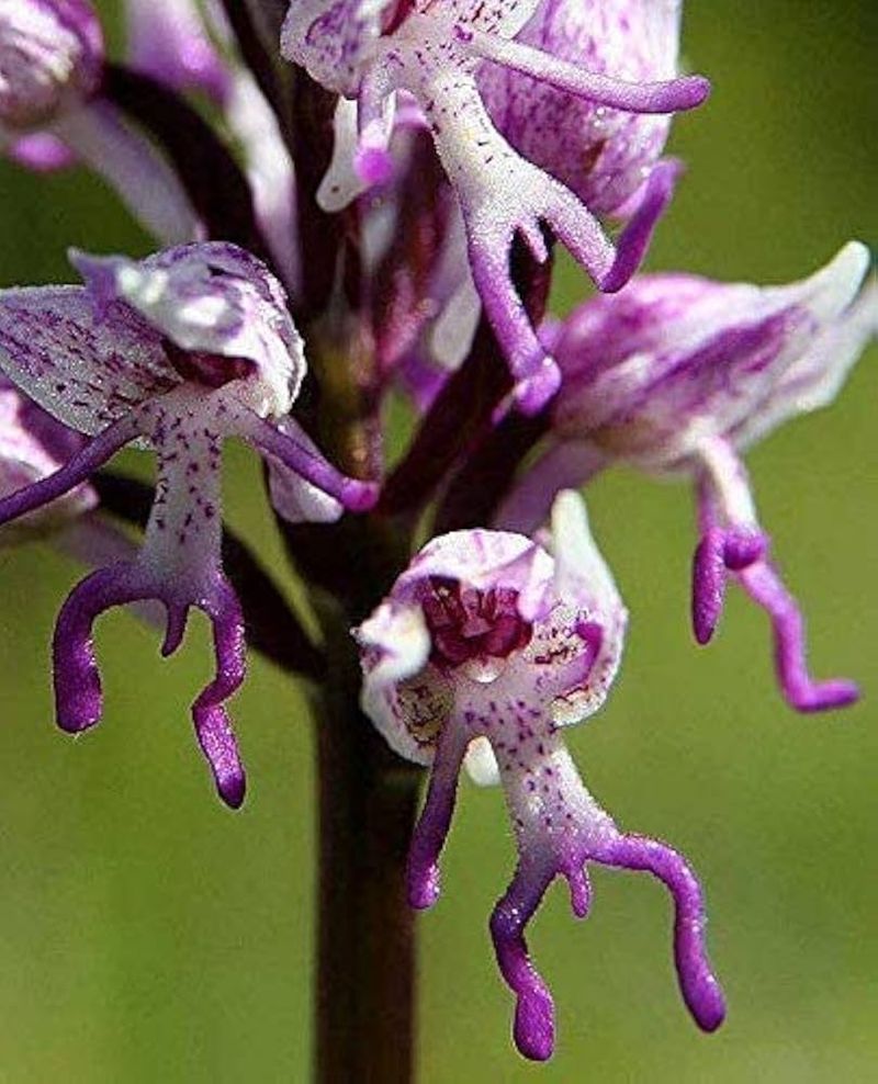 Naked Man Orchid