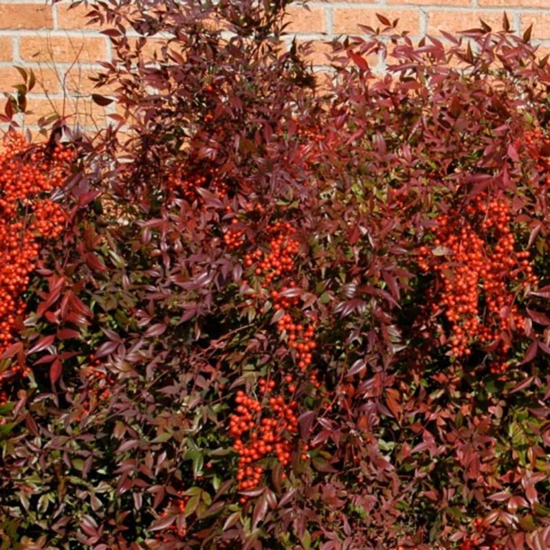 Nandina