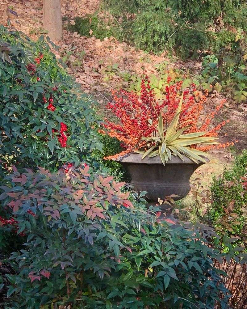 Nandina