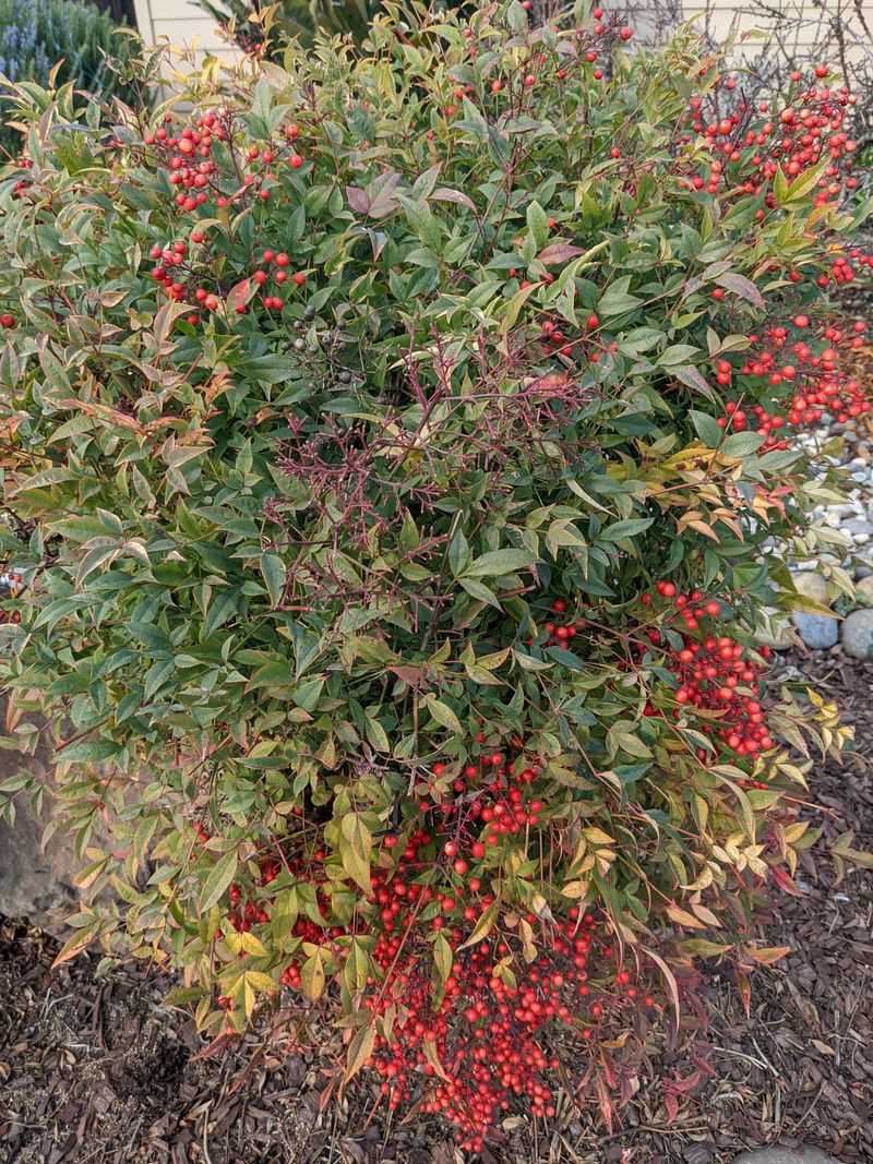 Nandina