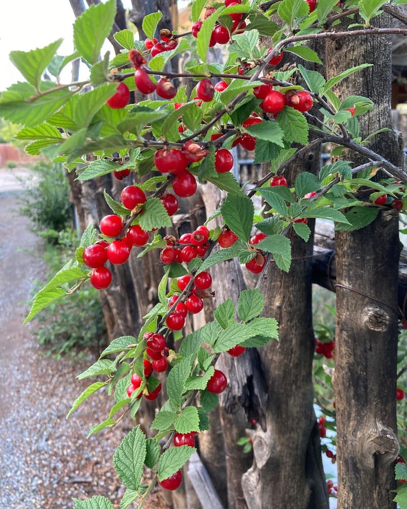 Nanking Cherry