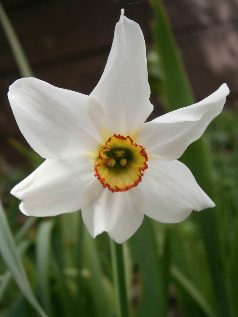 Narcissus