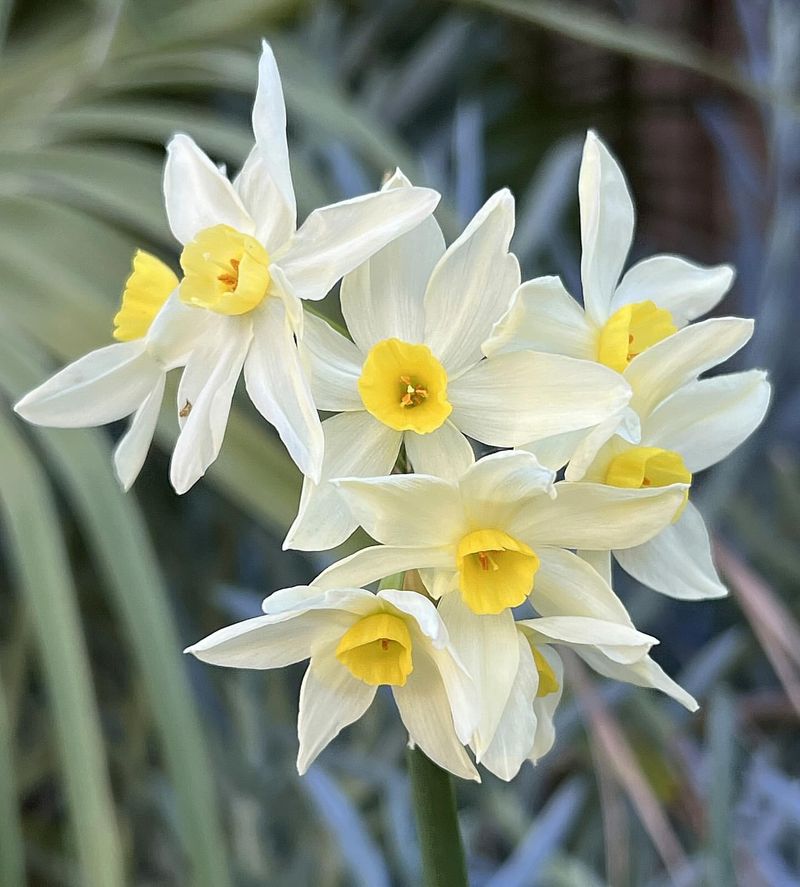 Narcissus