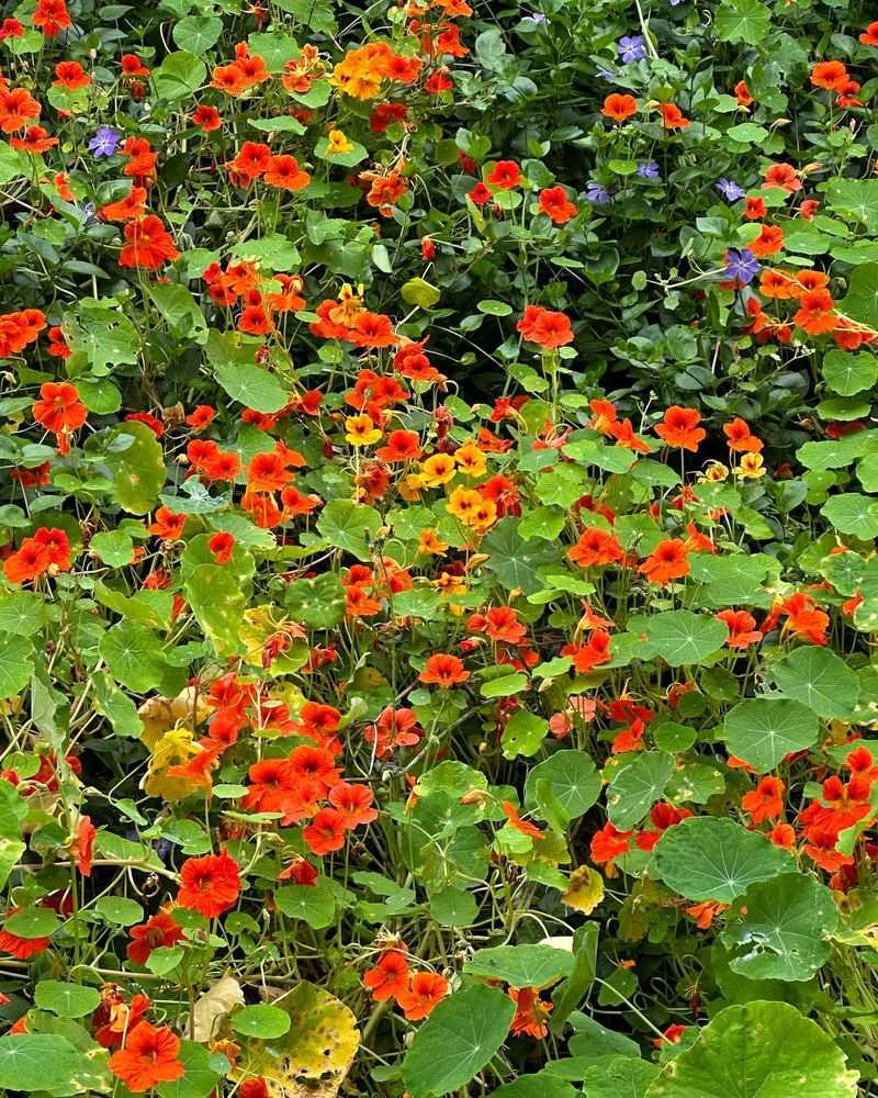 Nasturtium