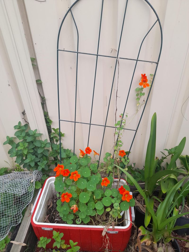 Nasturtium