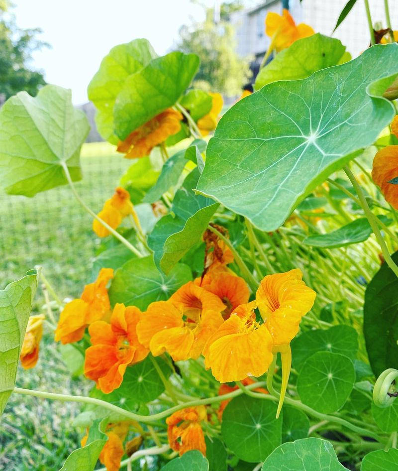 Nasturtium