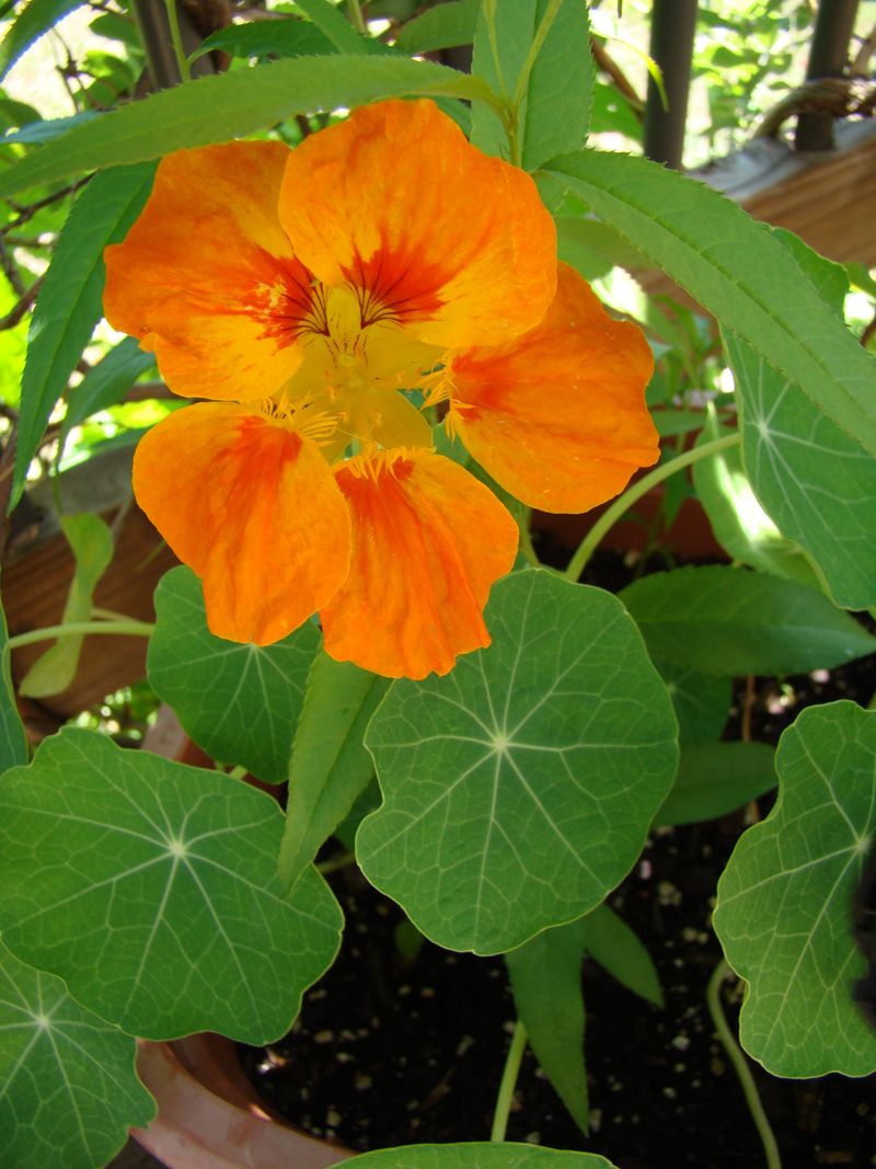 Nasturtium