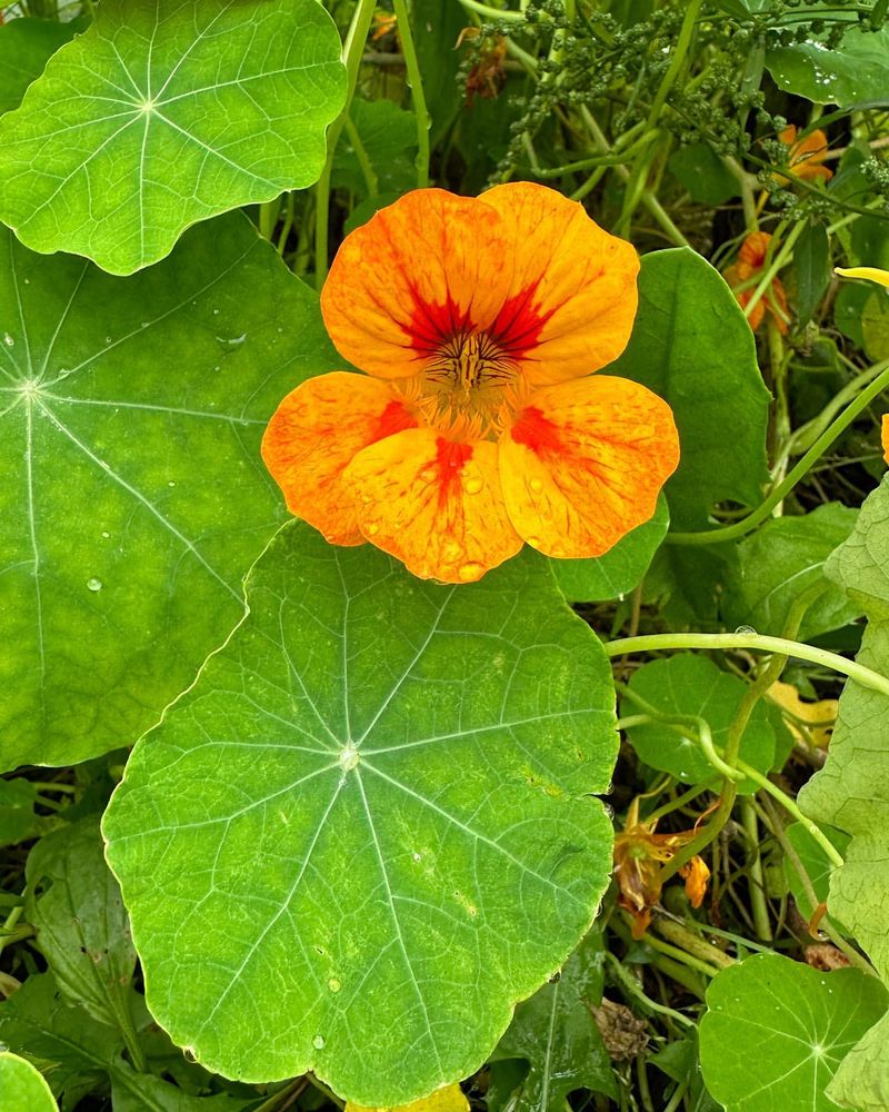 Nasturtium