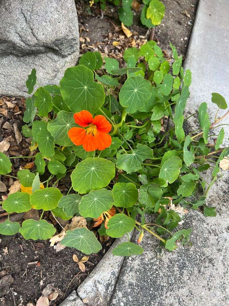 Nasturtium