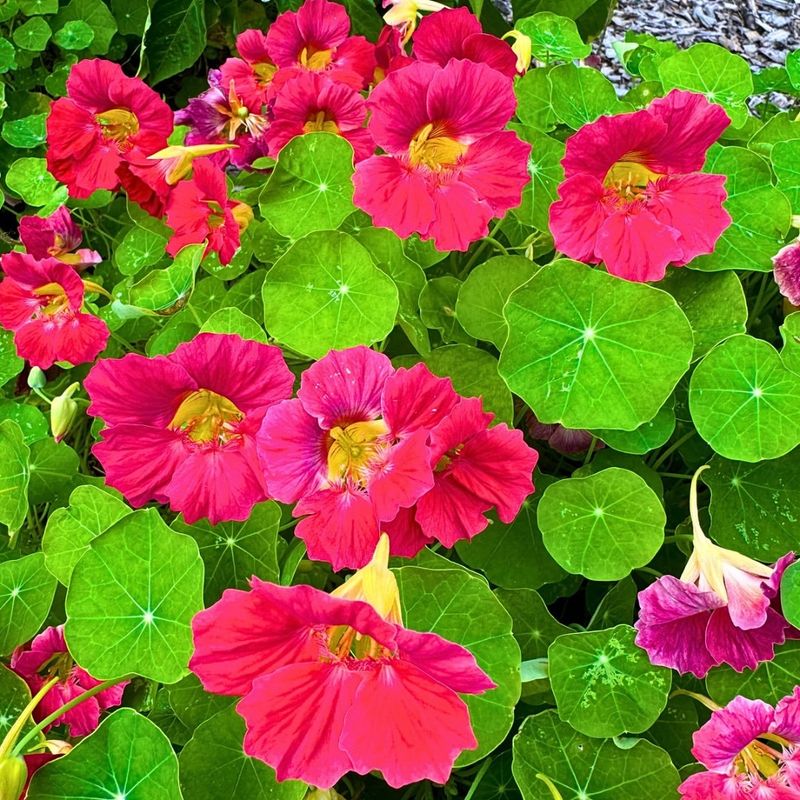 Nasturtium