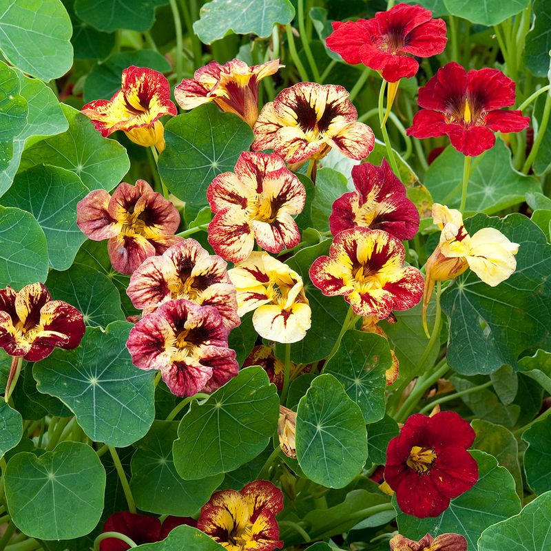 Nasturtium