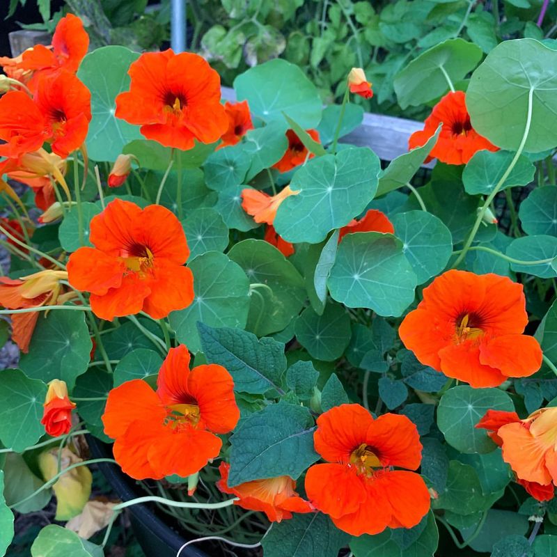 Nasturtium