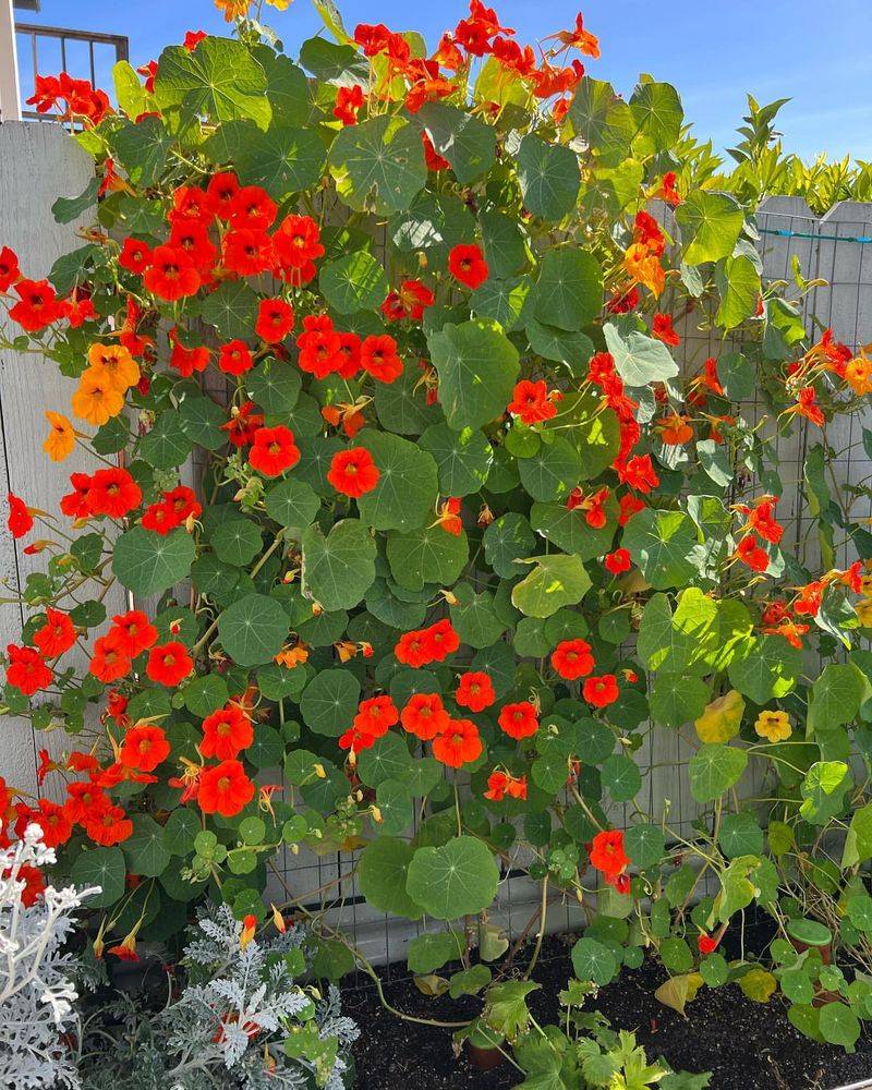 Nasturtiums