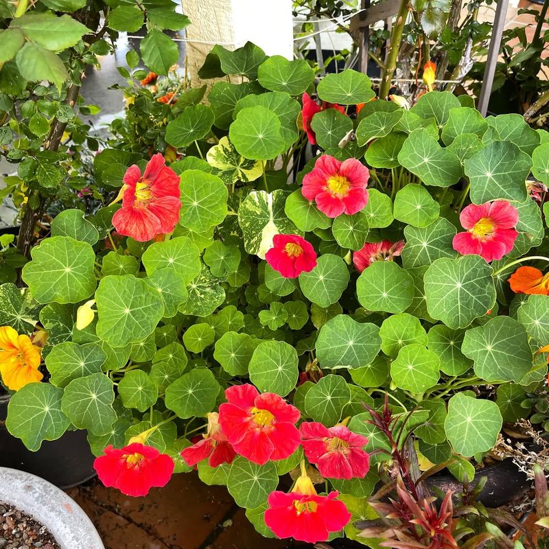 Nasturtiums