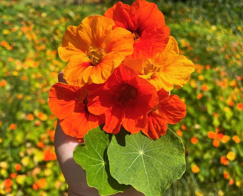 Nasturtiums