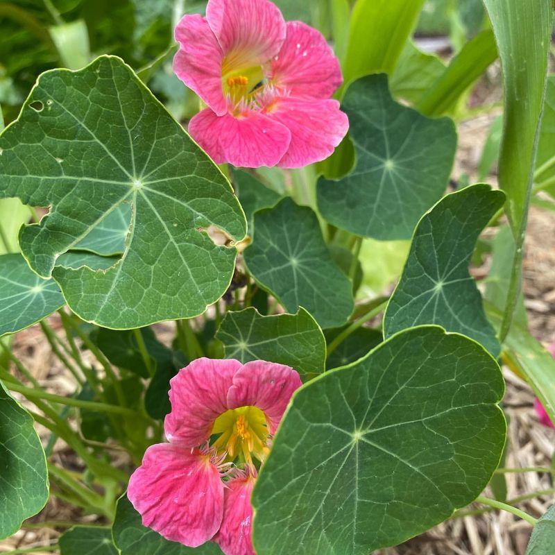 Nasturtiums