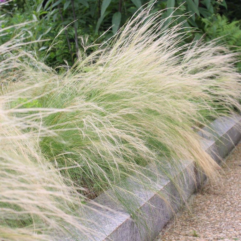 Native Grasses