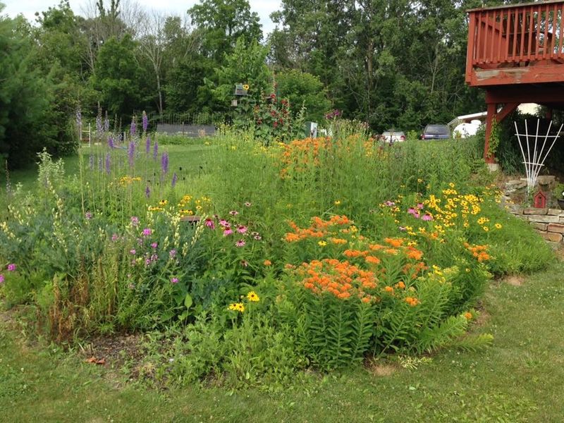 Native Plant Collection