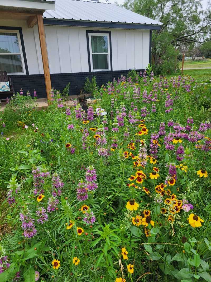 Native Plant Paradise