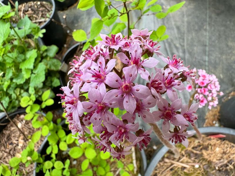 Native Plant Selection