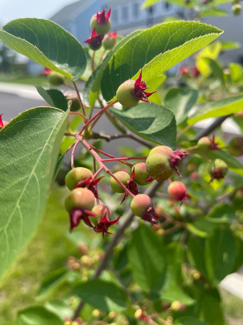 Native Planting with Serviceberry