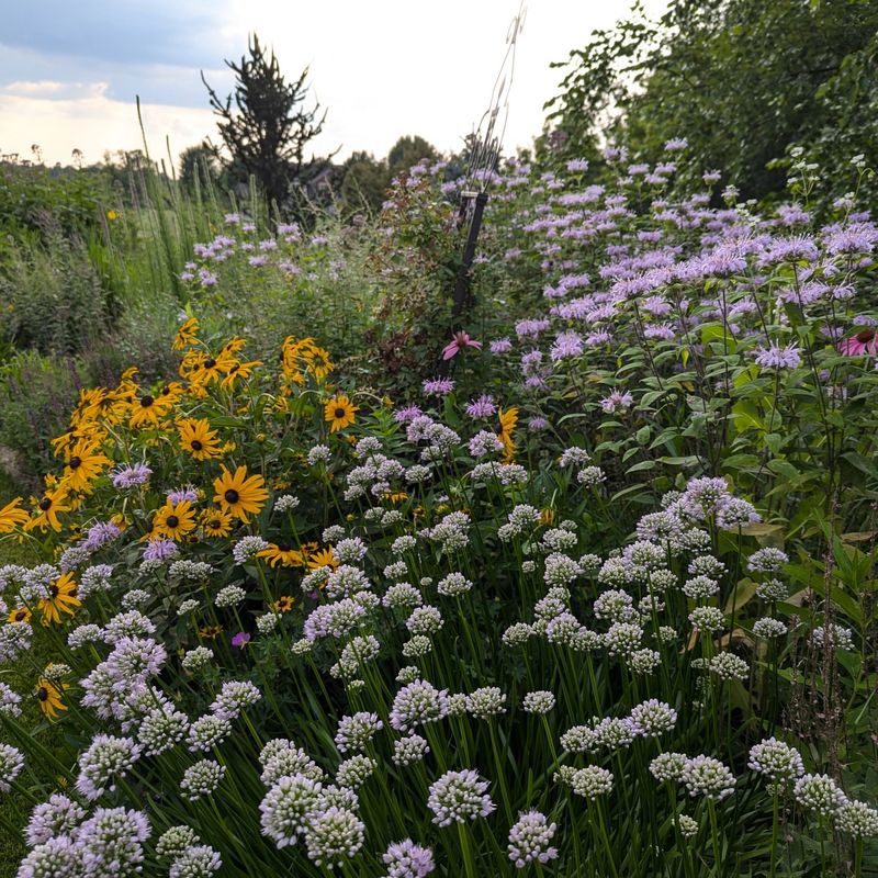 Native Wildflower Meadows