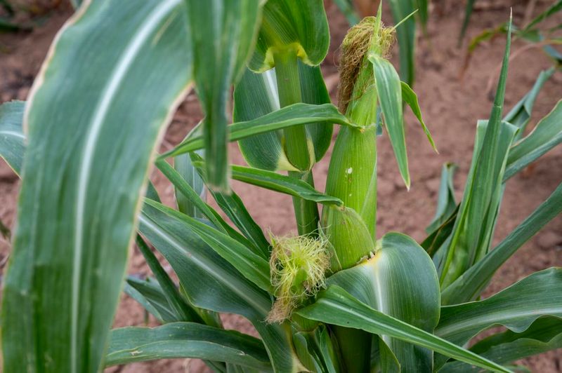 Nebraska: Corn