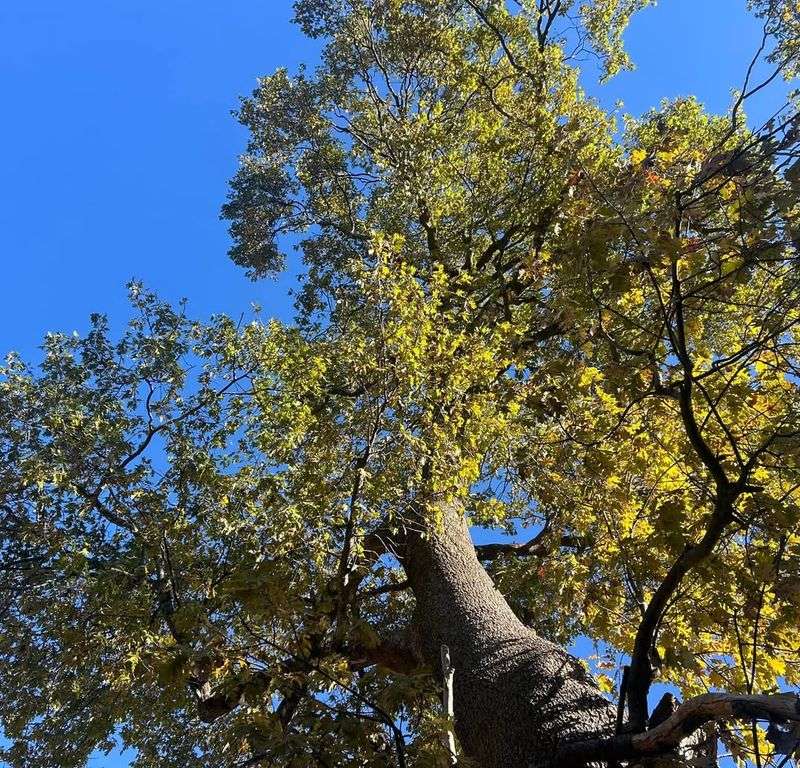 Nebraska: Eastern Cottonwood