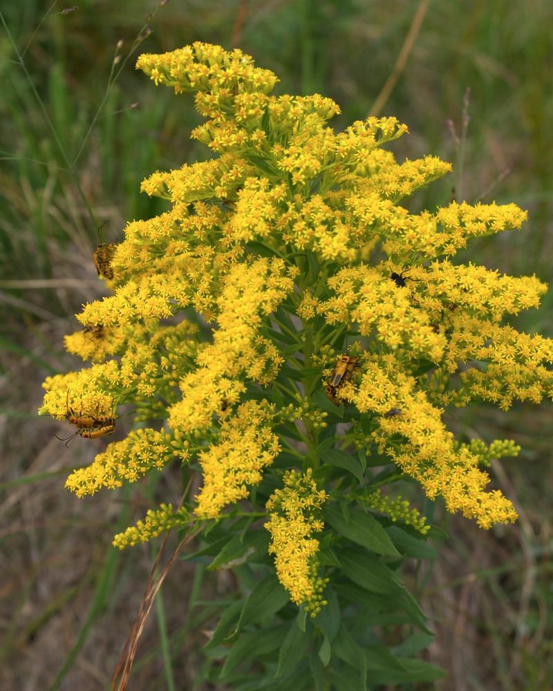 Nebraska: Goldenrod