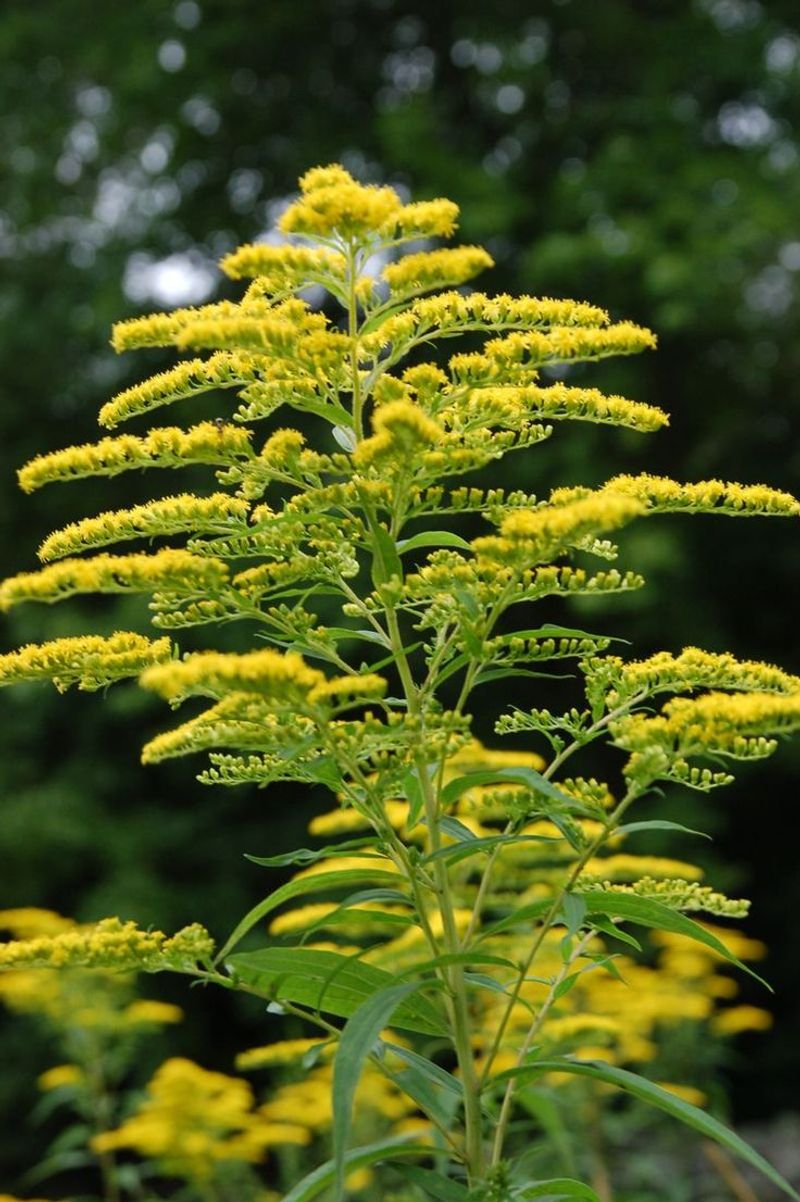 Nebraska: Goldenrod