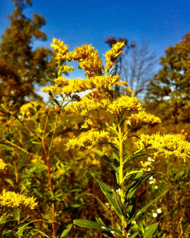 Nebraska - Goldenrod