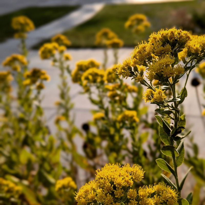 Nebraska - Goldenrod