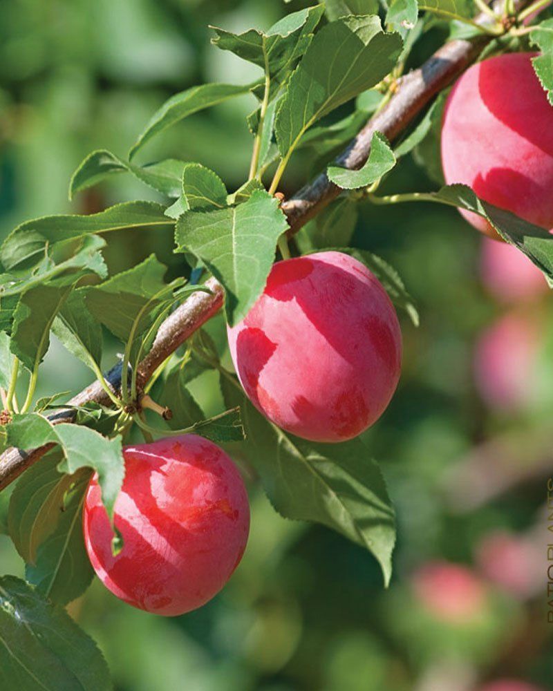 Nebraska: Sandhill Plum