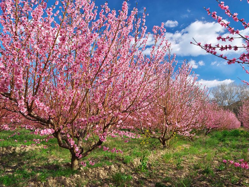 Nectarine Tree