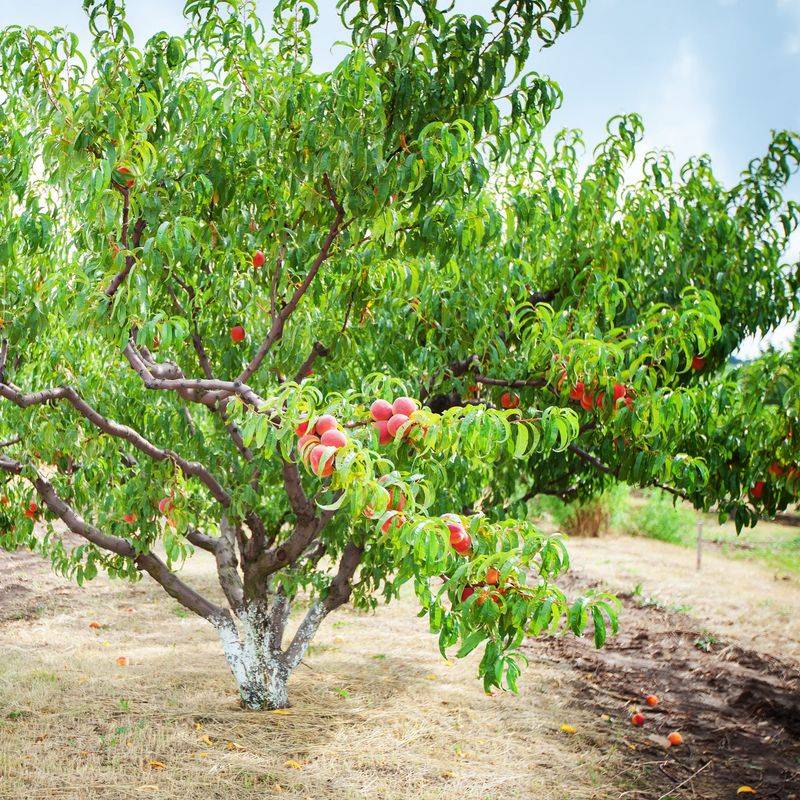 Nectarine Tree