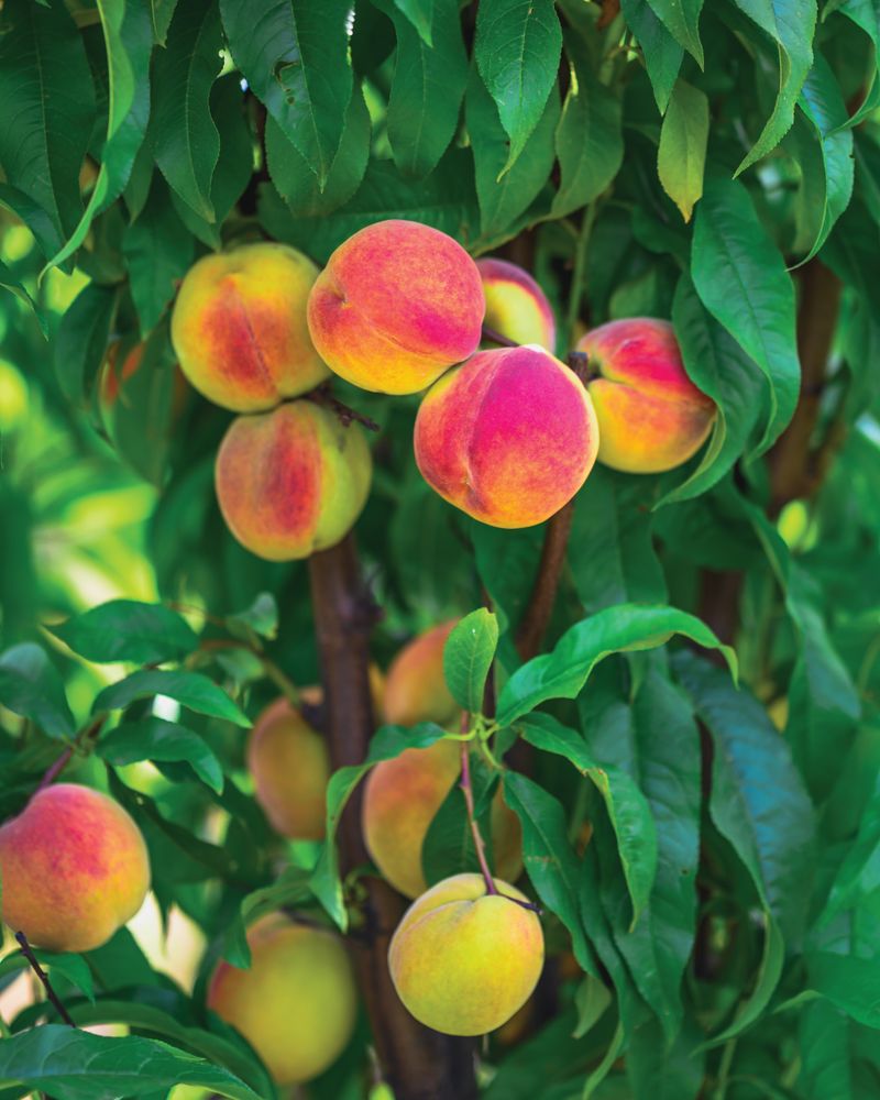 Nectarine Tree