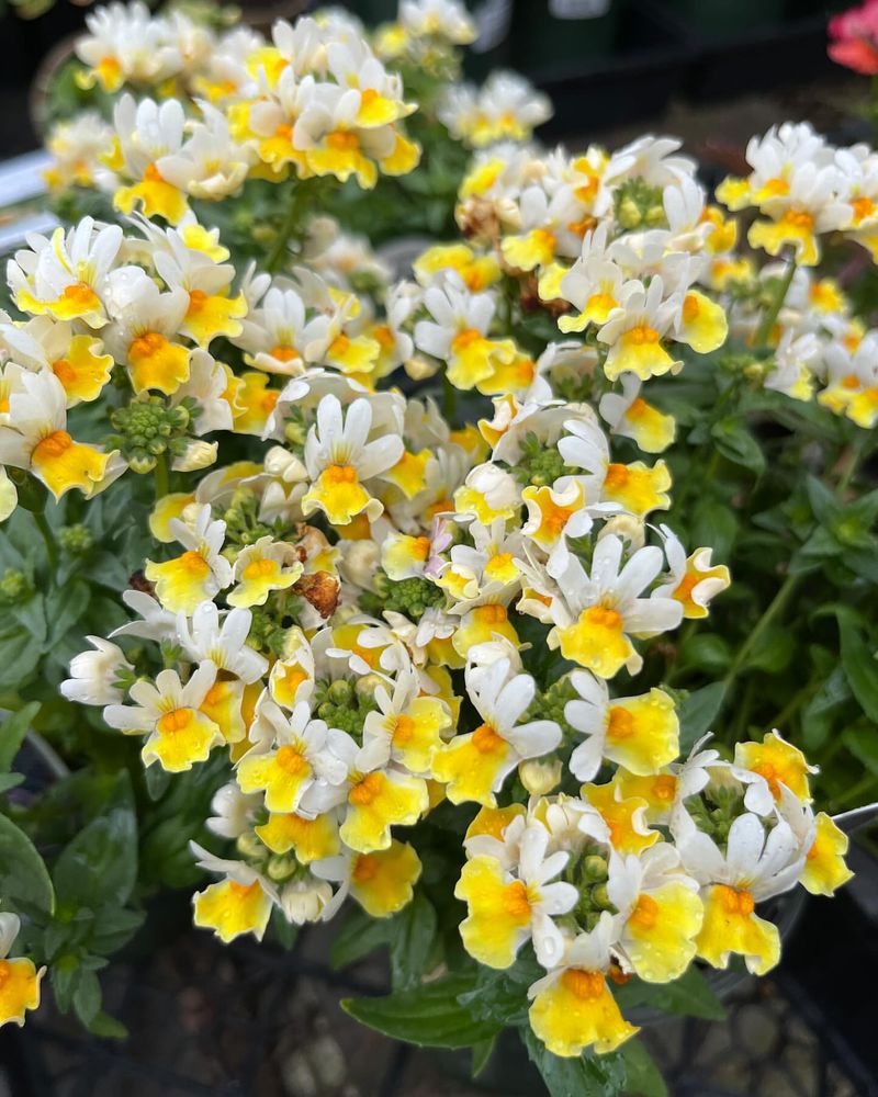 Nemesia