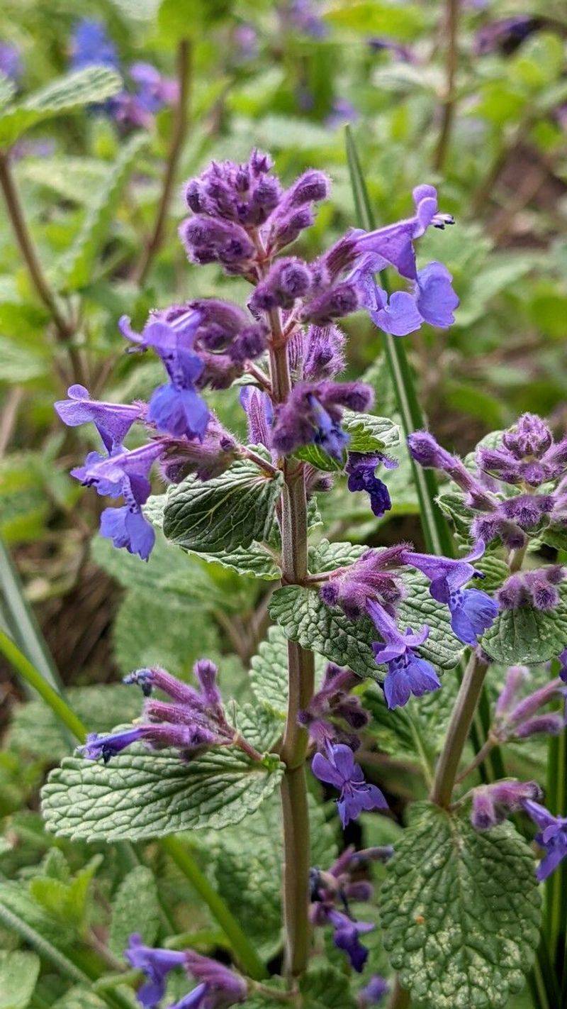 Nepeta