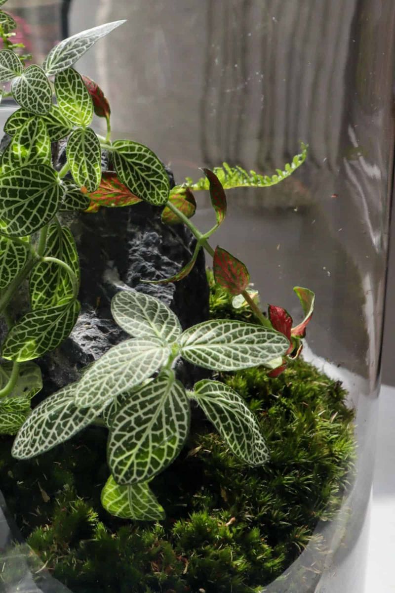 Nerve Plant (Fittonia)