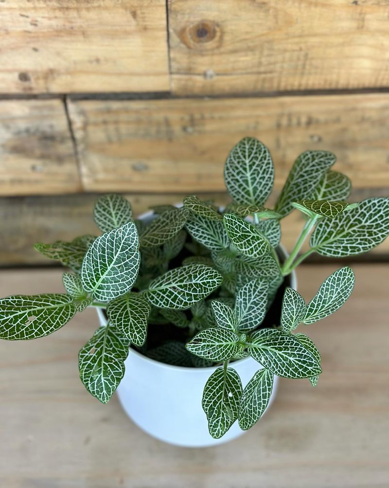 Nerve Plant (Fittonia)