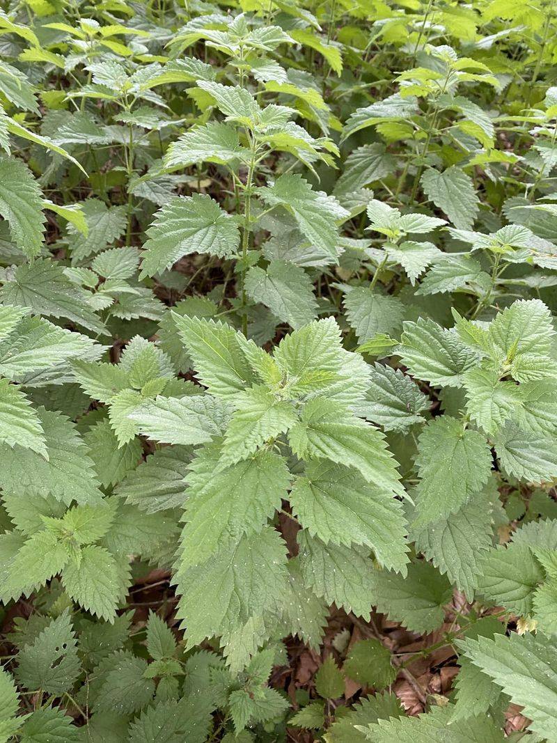 Nettle