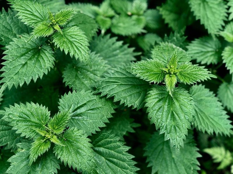 Nettle