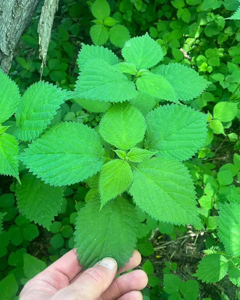 Nettle