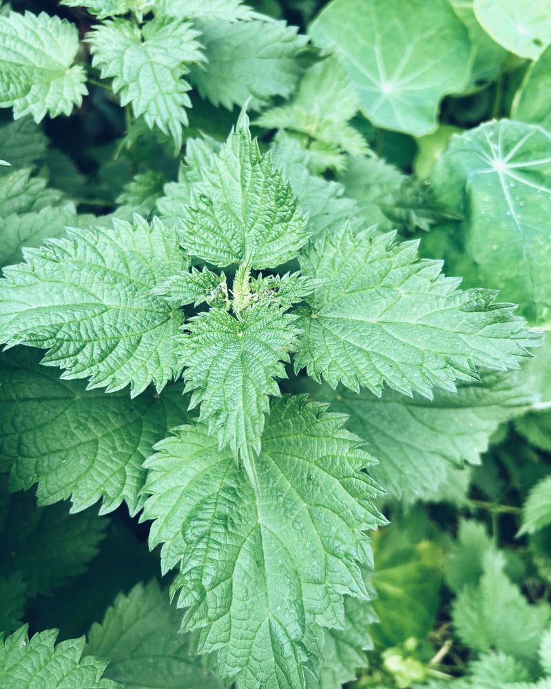 Nettle