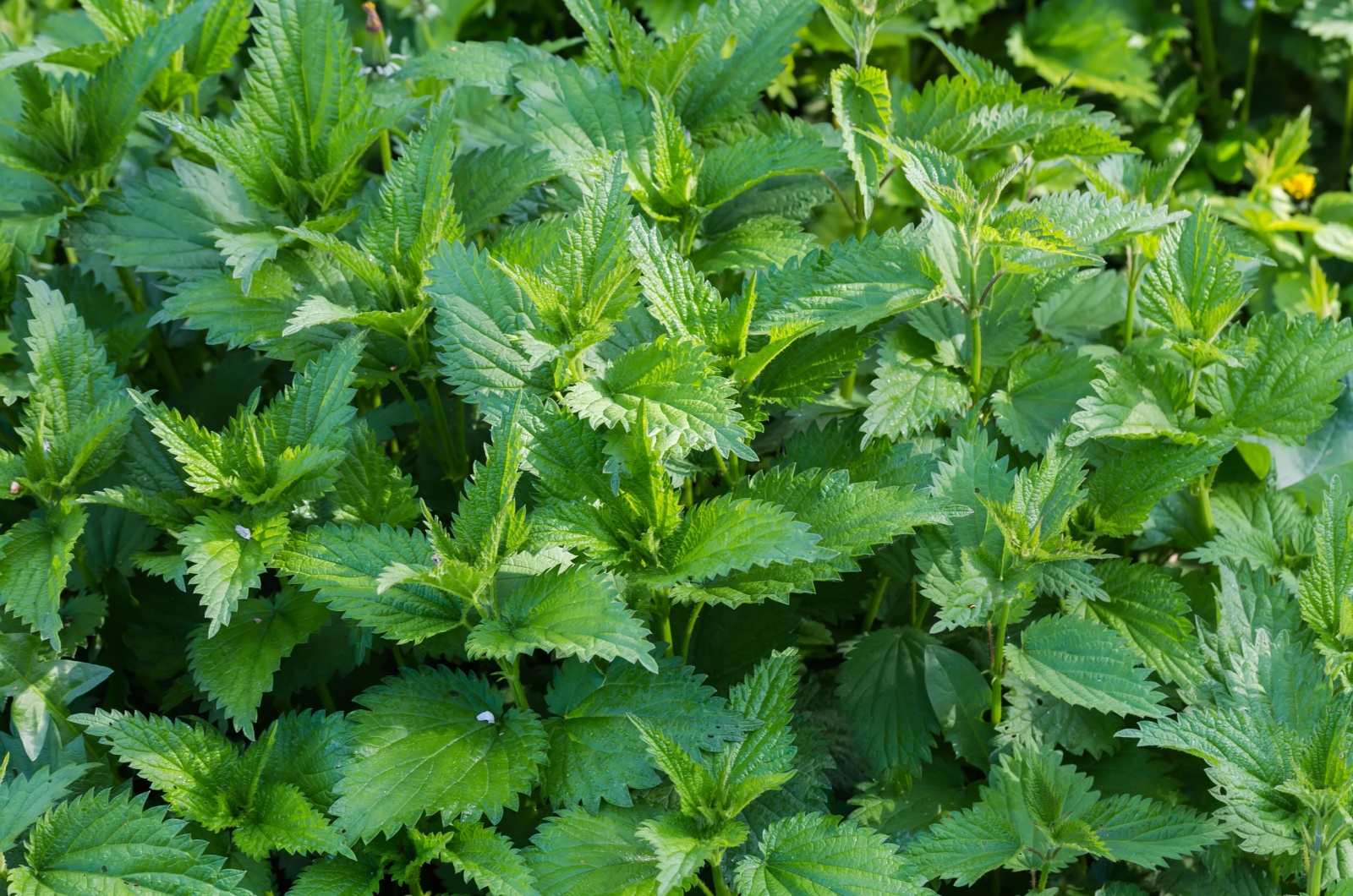 Nettles