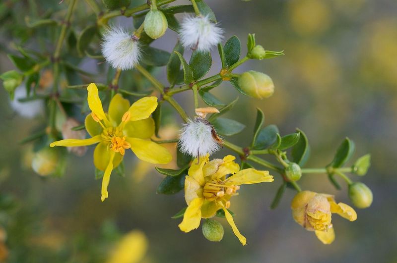 Nevada: Creosote Bush