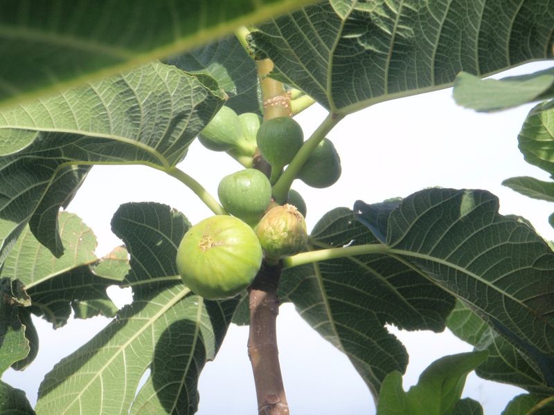 Nevada: Desert Fig