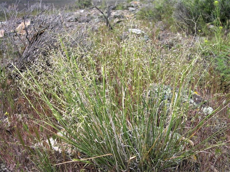 Nevada - Indian Ricegrass